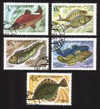 Food Fish: Salmon, Spotted Wolffish, Perch, Flounder, Etc. - Complete Set of 5 Different