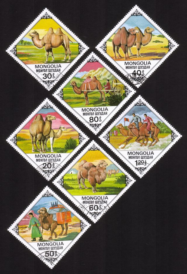Bactrian Camels: Complete Set of 7 Different (Diamond Shaped)