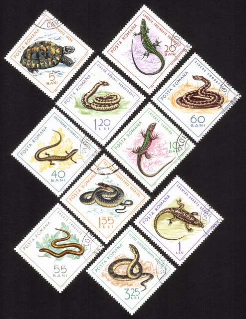 Reptiles: Lizards, Worms, Snakes, Turtles, Etc. Complete Set of 10 Different