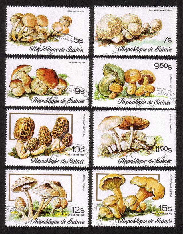 Mushrooms: Collybia Fusipes, Boletus Edulis, Lepiota Procera, Etc. Complete Set of 8 Different