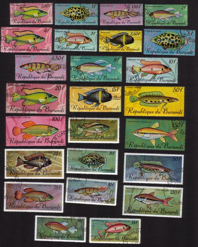 Tropical Fish: Congo Tetras, Jewel Cichlids, Snakehead, Etc. - Compete Set of 25 Different