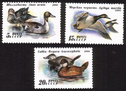 Ducks: Aythya Marila, Oxyura Leucocephala, Anas Acuta - Complete set of 3 Different