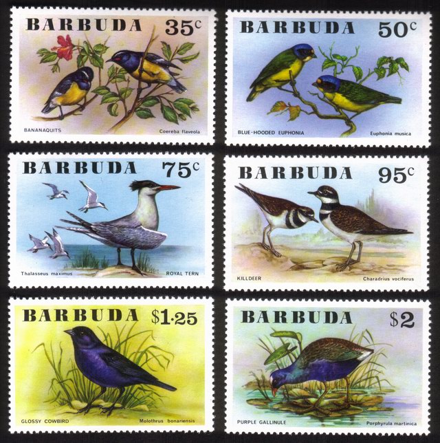 Birds: Royal Tern, Killdeer, Cowbird, Gallinule, Euphonia, Etc. - Complete Set of 6 Different